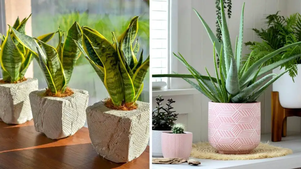 Plantas de interior que purifican el aire de tu hogar: aquí tienes 10 preciosas variedades