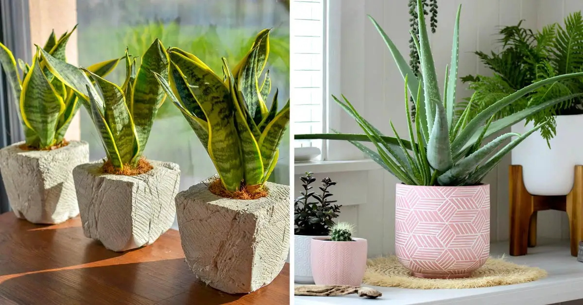 Plantas de interior que purifican el aire de tu hogar: aquí tienes 10 preciosas variedades