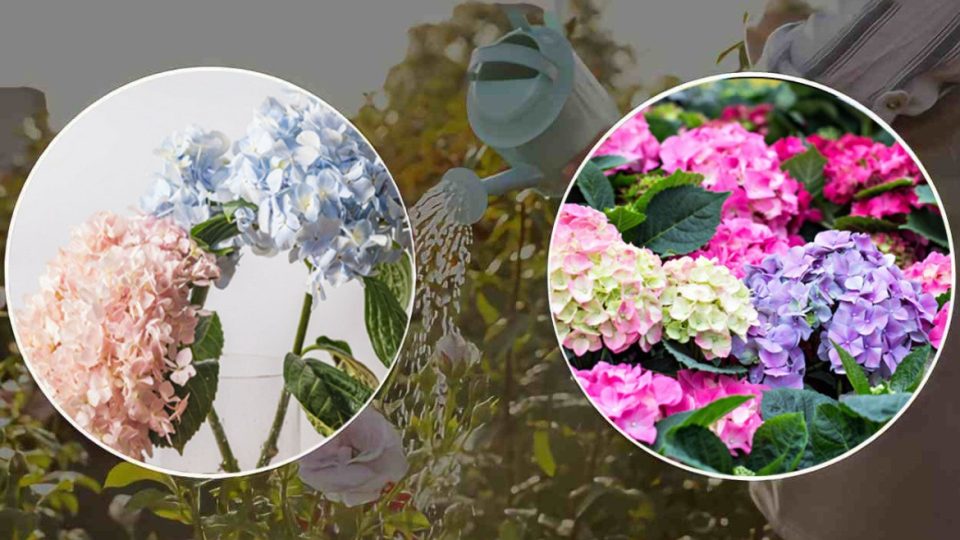 Hortensias: el secreto de la floristería para una floración abundante y hojas fuertes y brillantes