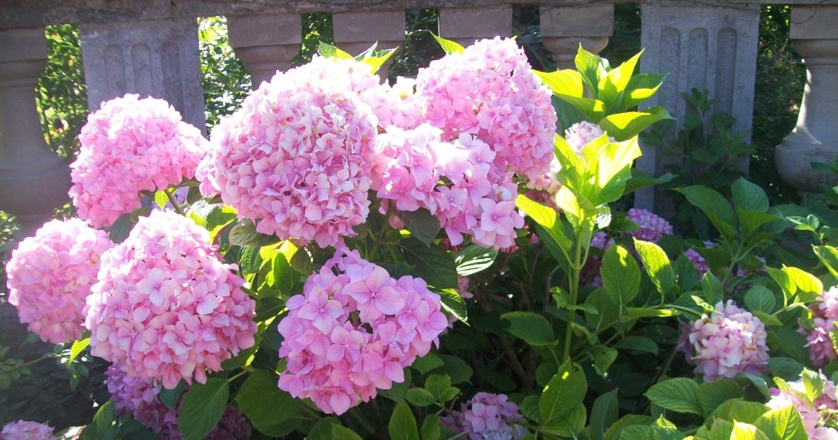 10 secretos para sacar más flores a tus hortensias