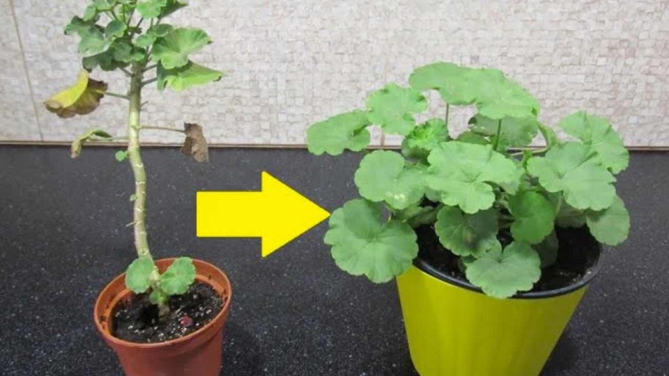 Cómo convertir cualquier pelargonium en un arbusto: te lleva 5 minutos hacerlo
