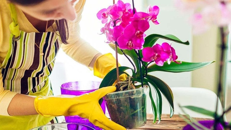 8 consejos para hacer que una orquídea vuelva a florecer cada año