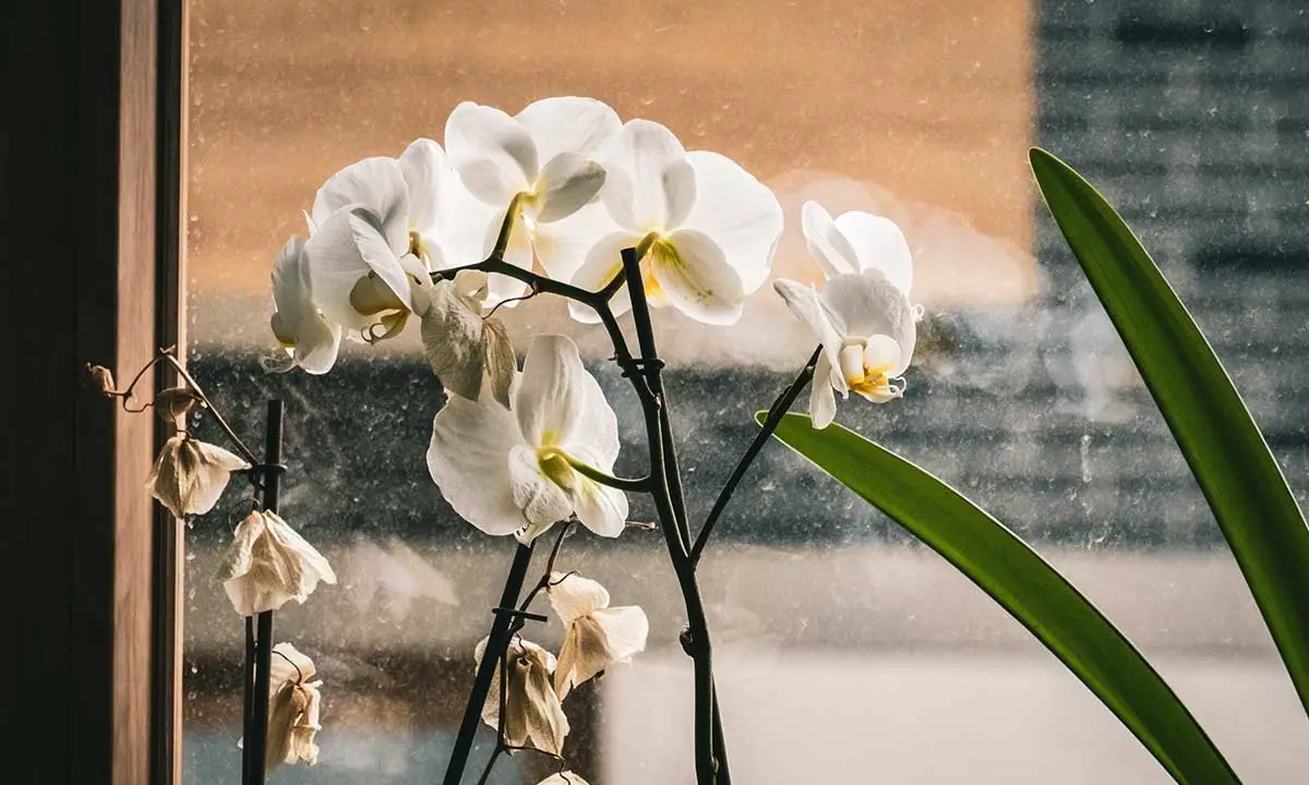 Mi orquídea se está muriendo, ¿qué debo hacer?