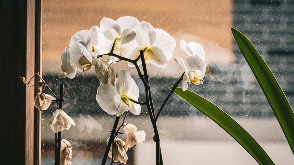 Mi orquídea se está muriendo, ¿qué debo hacer?