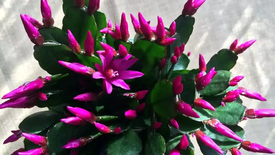 El truco para que los cactus de Navidad florezcan todo el año en casa