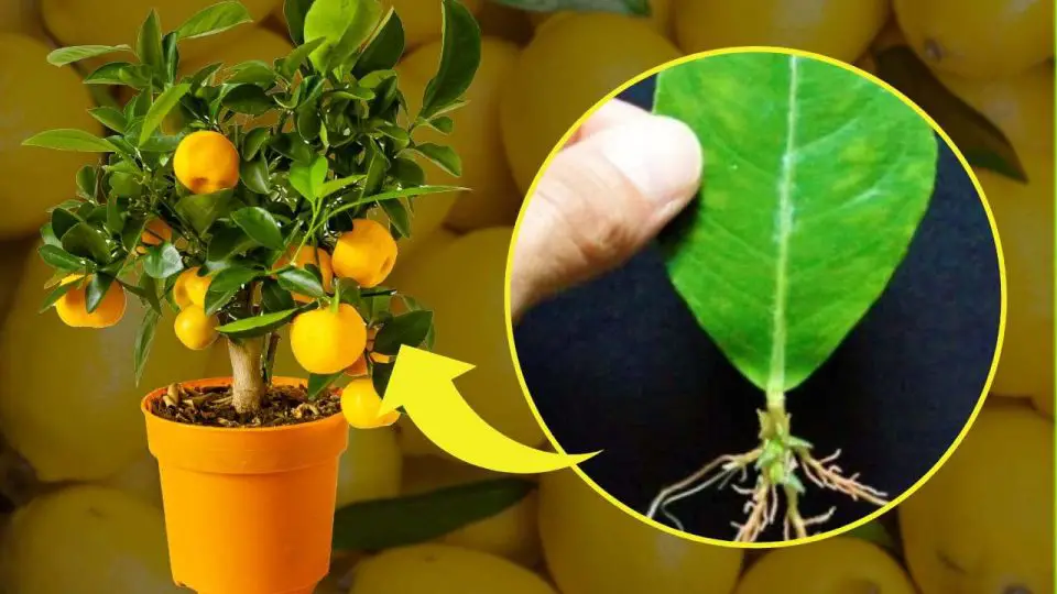 Limón, olvídate de las semillas: el truco para multiplicarlo con una hoja | Muy simple  