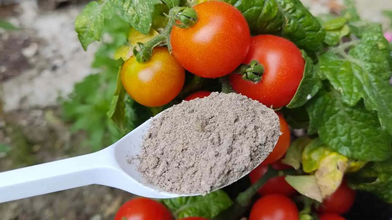 Los tomates atravesarán el techo del invernadero si usas esto: Crecimiento explosivo
