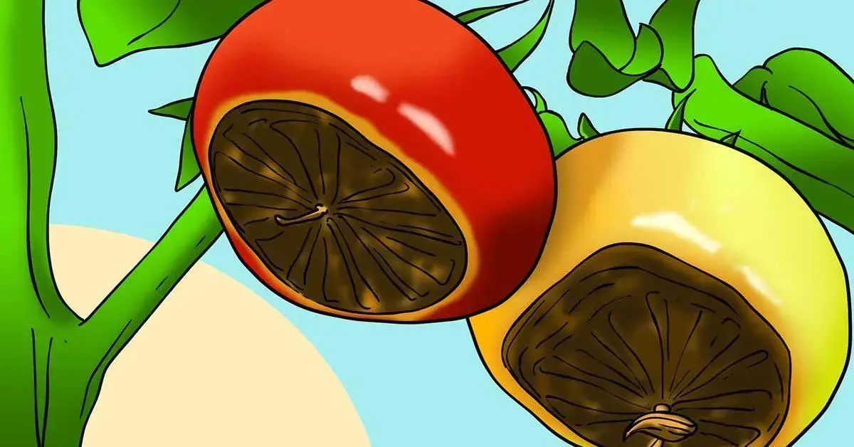 4 consejos para prevenir la podredumbre apical en los tomates