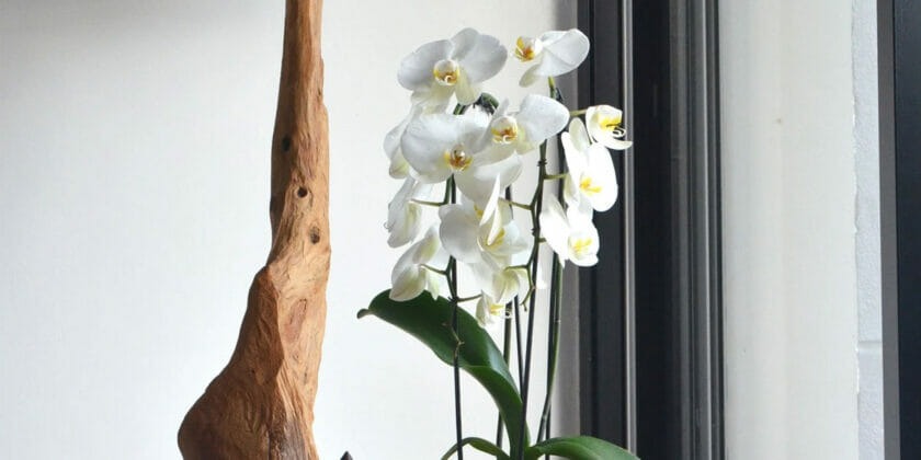 3 trucos para que las orquídeas que solo tienen hojas vuelvan a florecer sin usar fertilizante