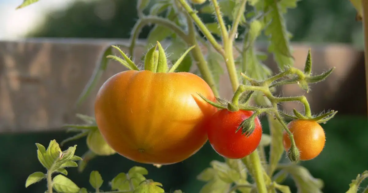 5 secretos para cultivar tomates más sabrosos