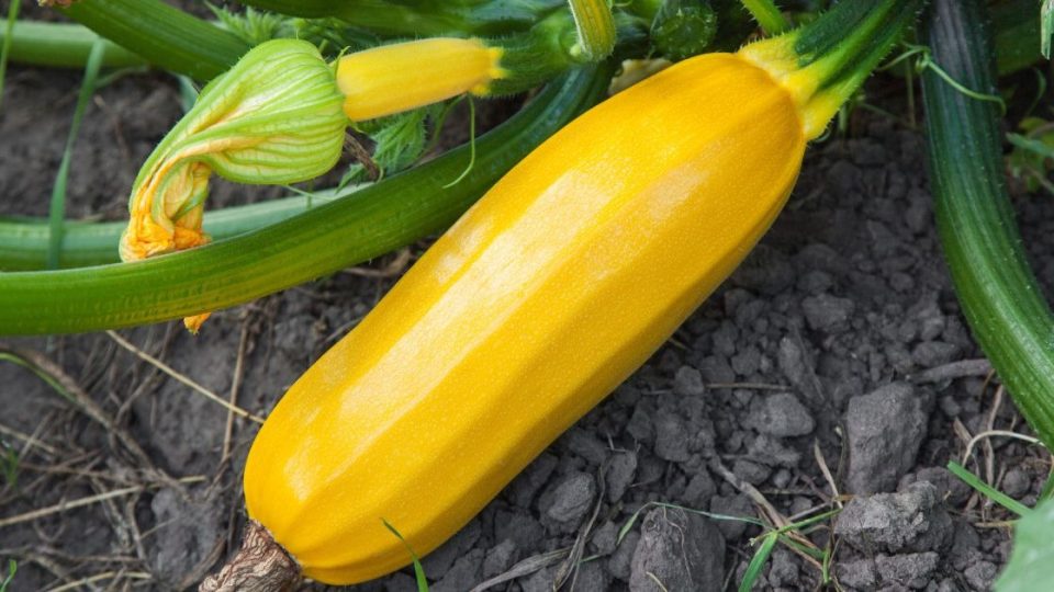 8 consejos de cultivo de calabacín para obtener la mayor cosecha de este verano