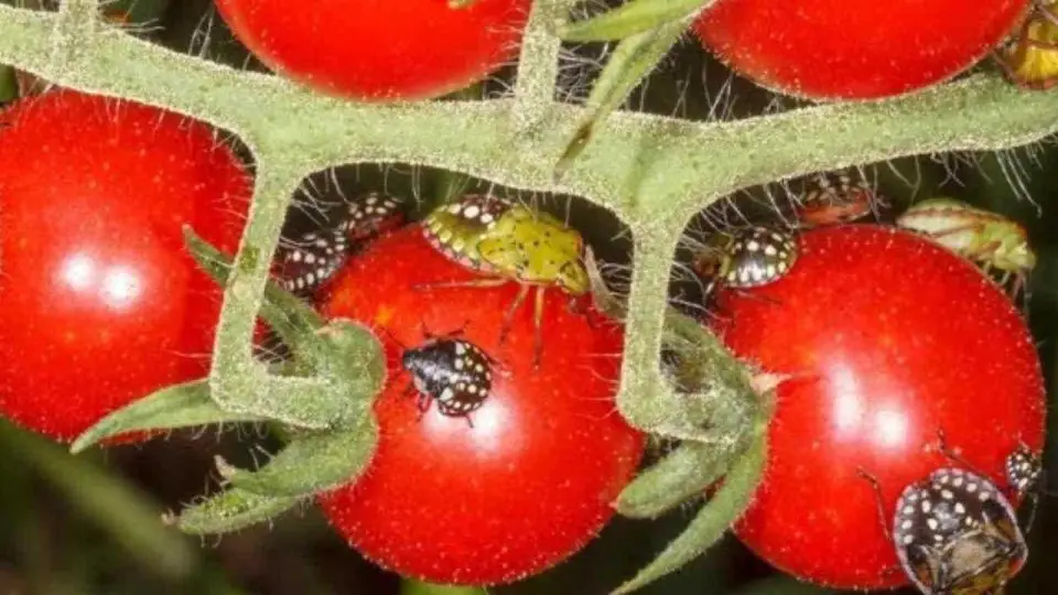 Adiós a las chinches en el jardín, que no sean insecticidas químicos: para que revoloteen de inmediato.