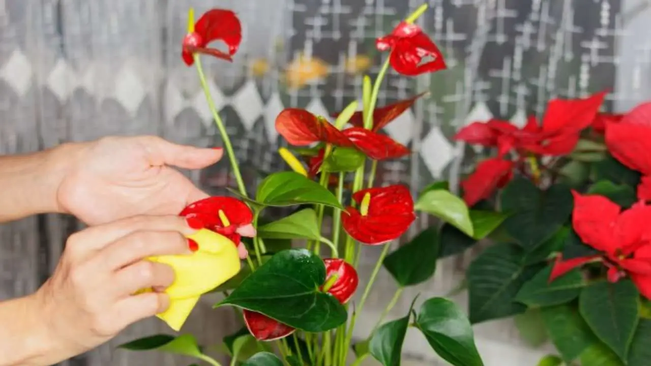 Anthurium súper floreciente: cómo cultivarlo en agua si lo quieres exuberante durante años