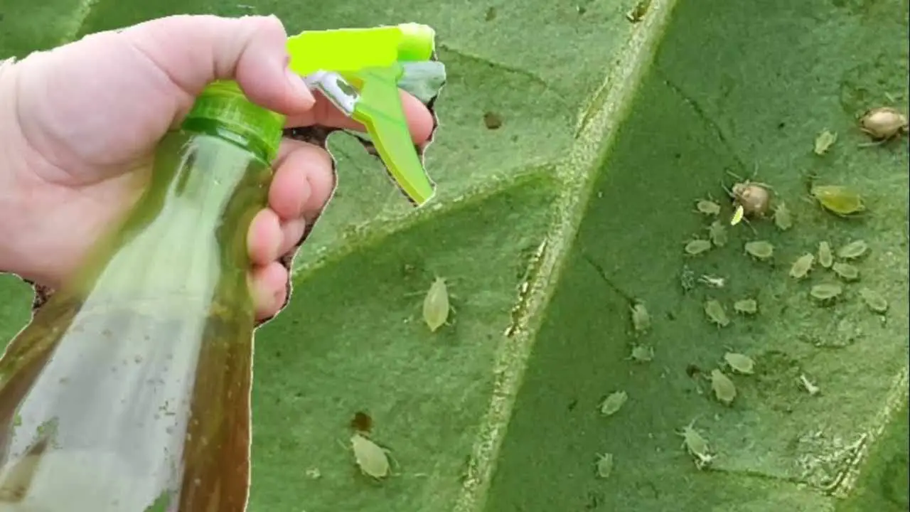 Potente pesticida sin costo: te despedirás de cualquier insecto de las plantas