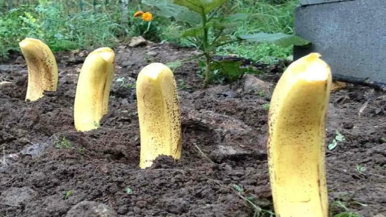 Planta 4 plátanos en tu jardín, no esperas lo que sucede después