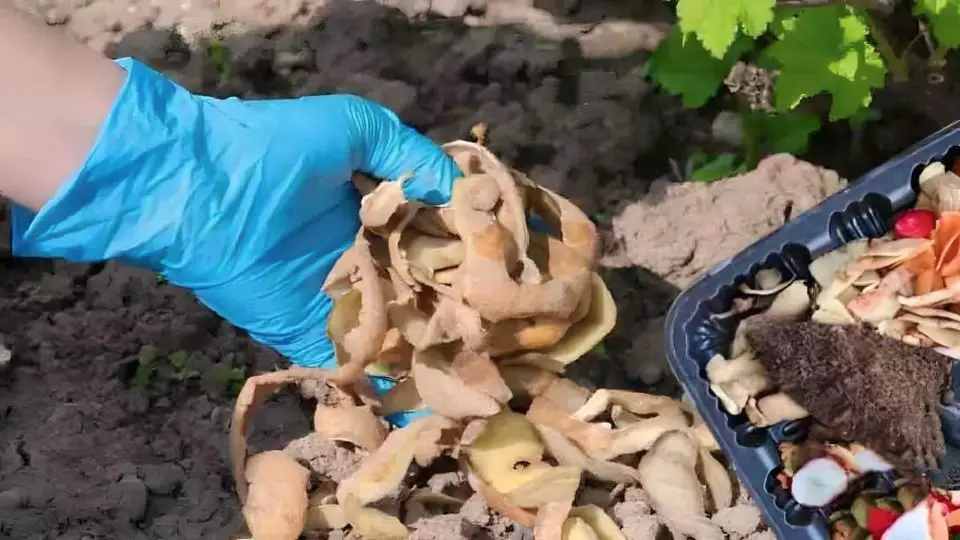 Poner las cáscaras de patata en un frasco lleno de tierra: lo que sucede al día siguiente.