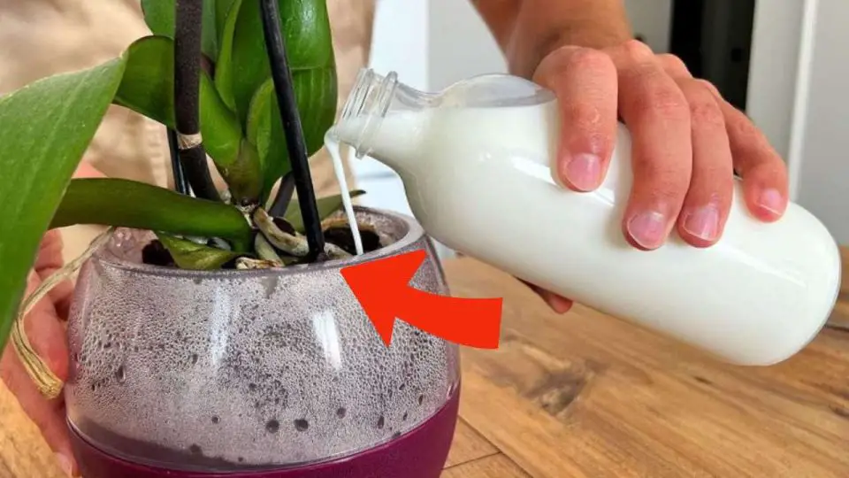 Orquídeas, si las riegas con este ingrediente florecen 10 veces más