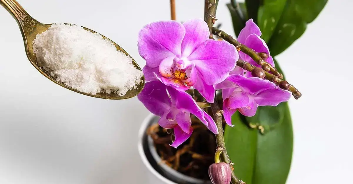 ¿Cómo hacer que una orquídea vuelva a florecer con ajo en polvo?