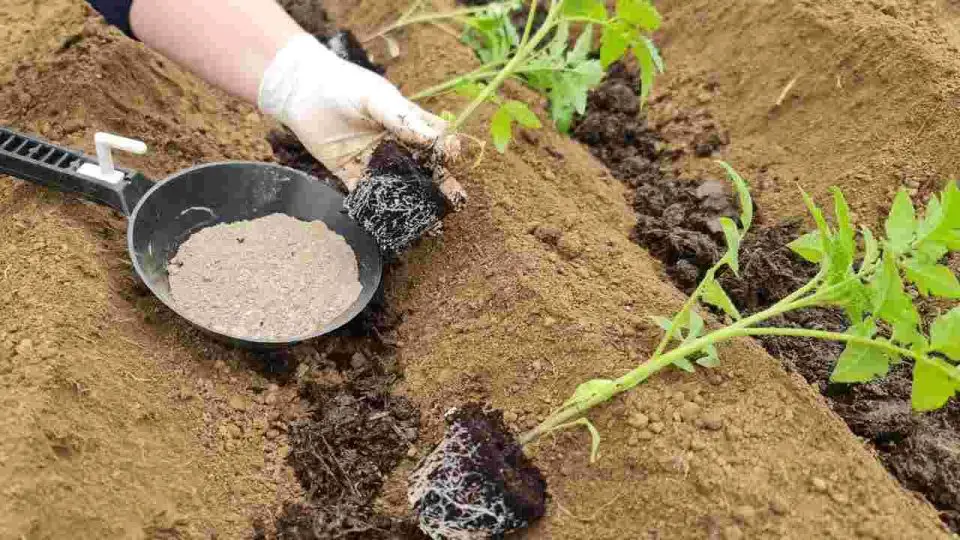 Agregue este nutriente antes de plantar: duplique inmediatamente el rendimiento del tomate