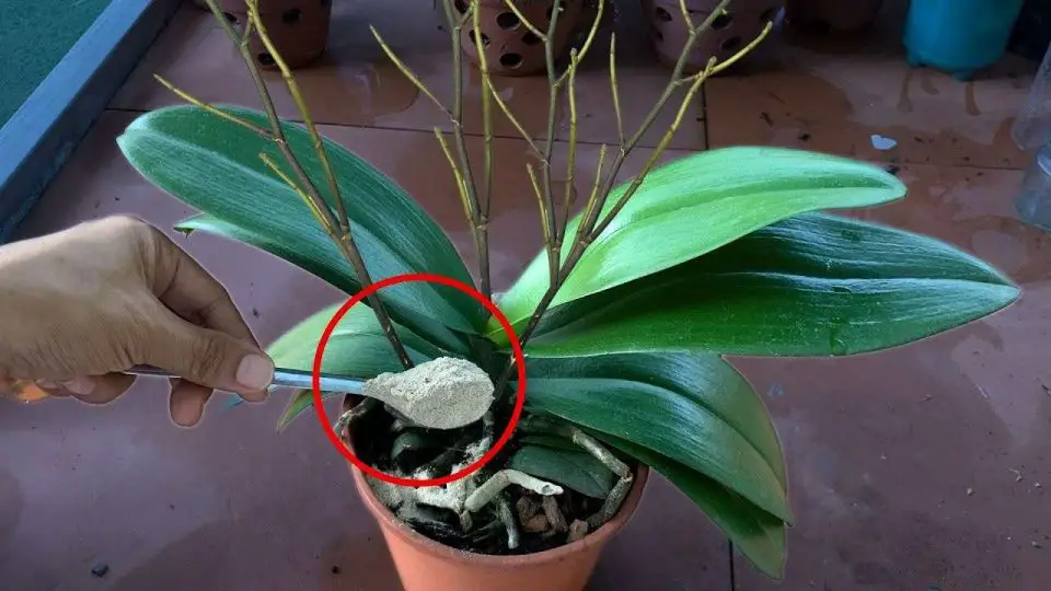 Cada planta necesita solo una cucharadita: hará que todo florezca brillantemente.