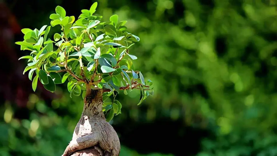 Ficus Bonsai en casa, ama este lugar: si lo dejas aquí vivirá para siempre