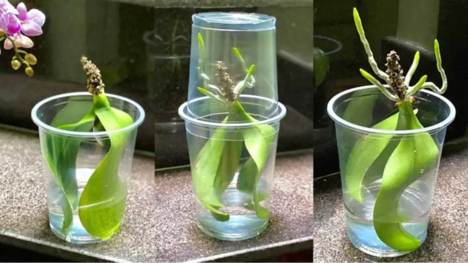 Hojas de orquídea, si las pones en un vaso de agua nunca paras: qué pasa