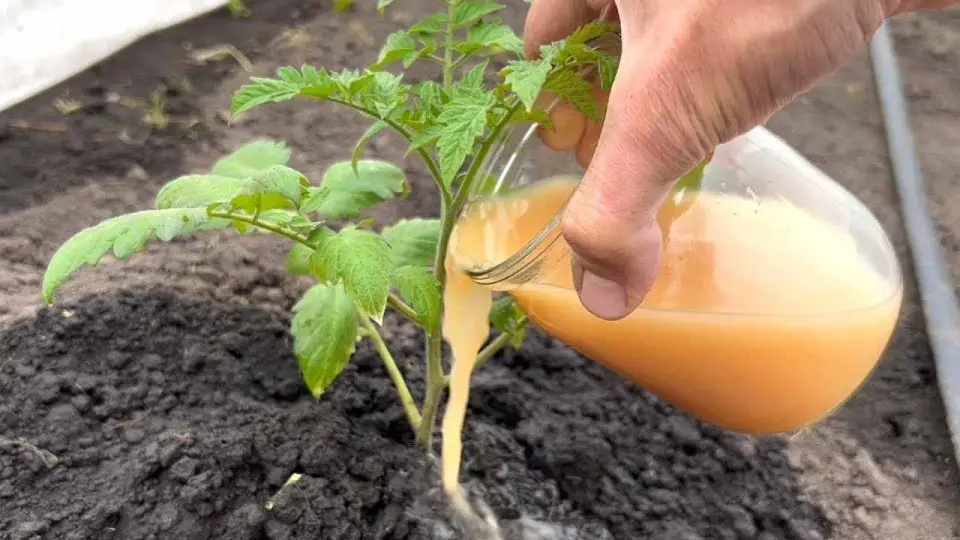 Huerto, solo entonces los tomates crecerán en un momento: cosecha temprana y abundante.