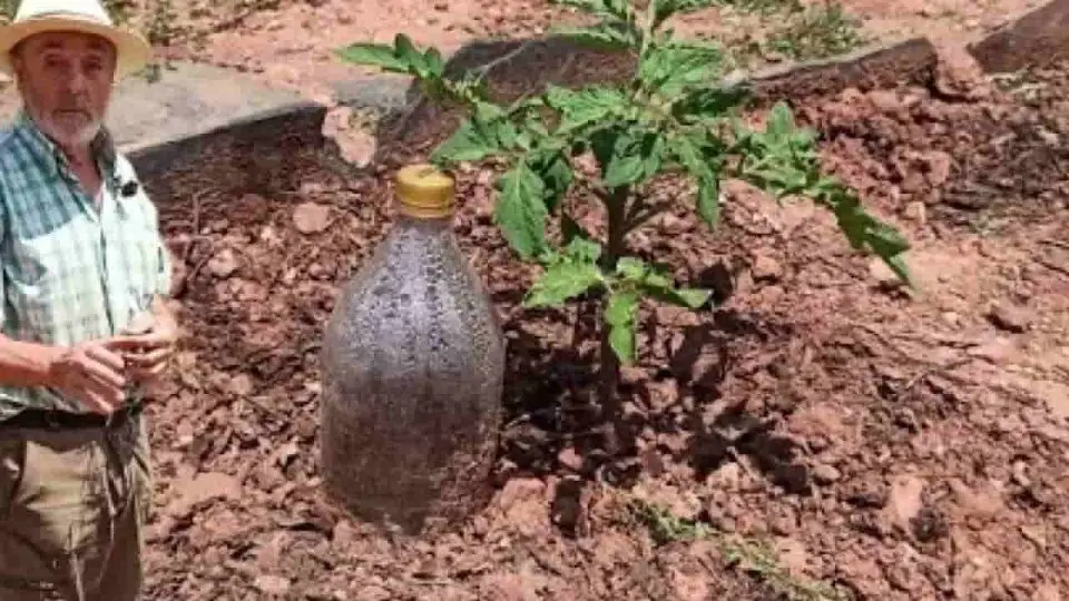 Plantas, cómo regarlas durante un mes sin costo: el método utilizado por los agricultores.