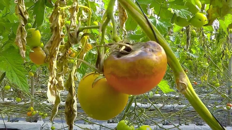 Mildiú velloso en tomate: cómo combatir el hongo con tratamientos naturales