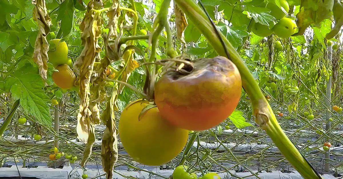 Mildiú velloso en tomate: cómo combatir el hongo con tratamientos naturales