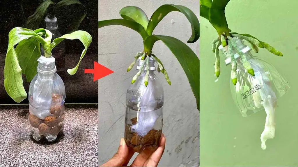 Haz esto y nunca más te preocuparás por revivir una orquídea sin raíces.