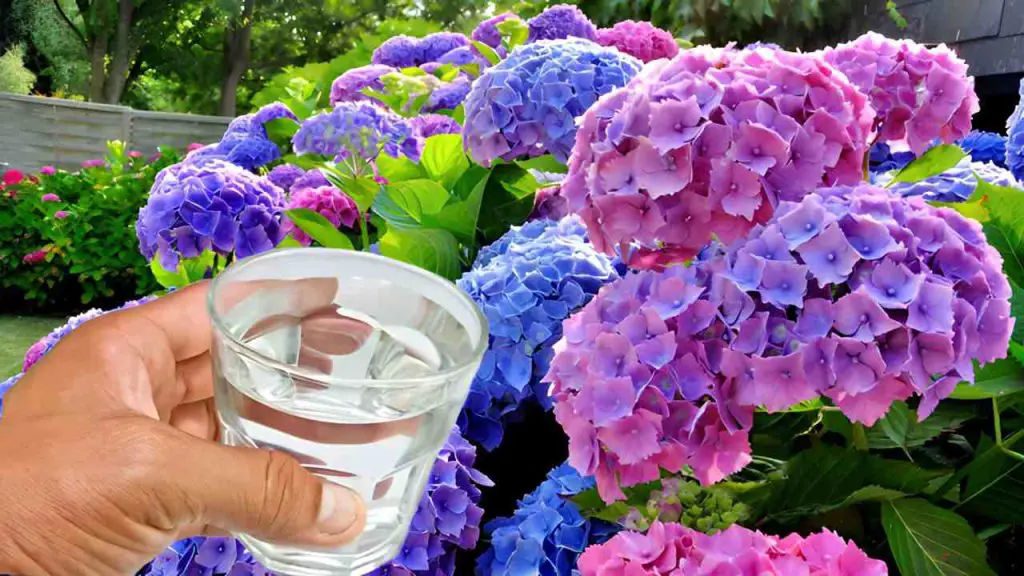 Cómo cambiar el color de tus hermosas hortensias: solo agua del grifo