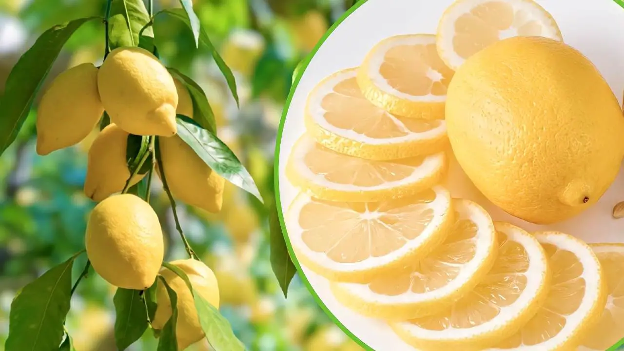 Hermosos y jugosos limones en casa, todos los consejos para crear una planta fuerte