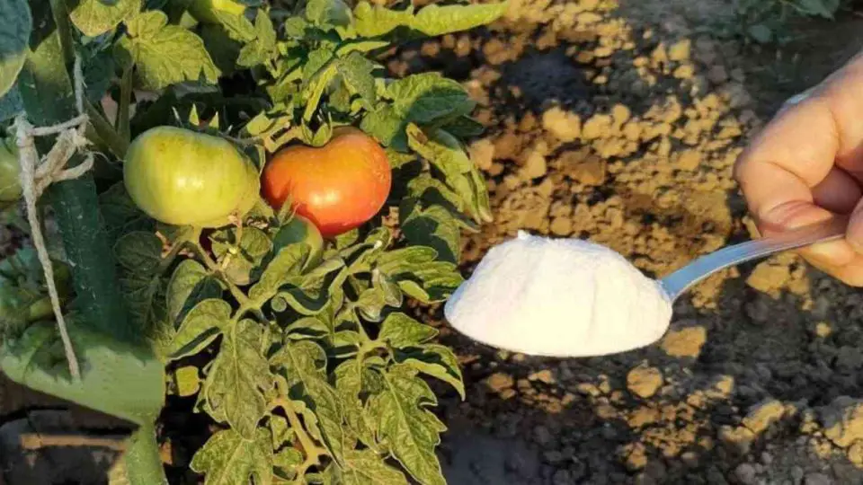 Si quieres una cosecha rica, viértela en tomates y pepinos del jardín: es una salvación