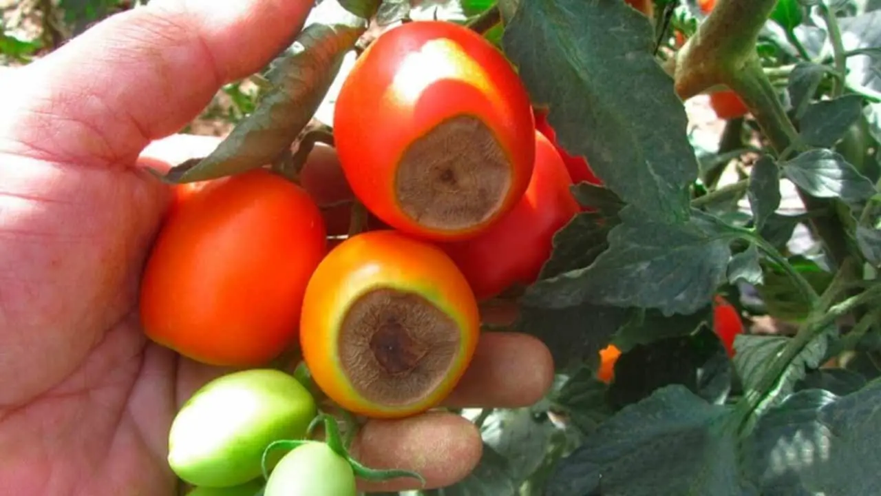 ¿Por qué los tomates se vuelven negros en la punta? No es por falta de agua: la razón