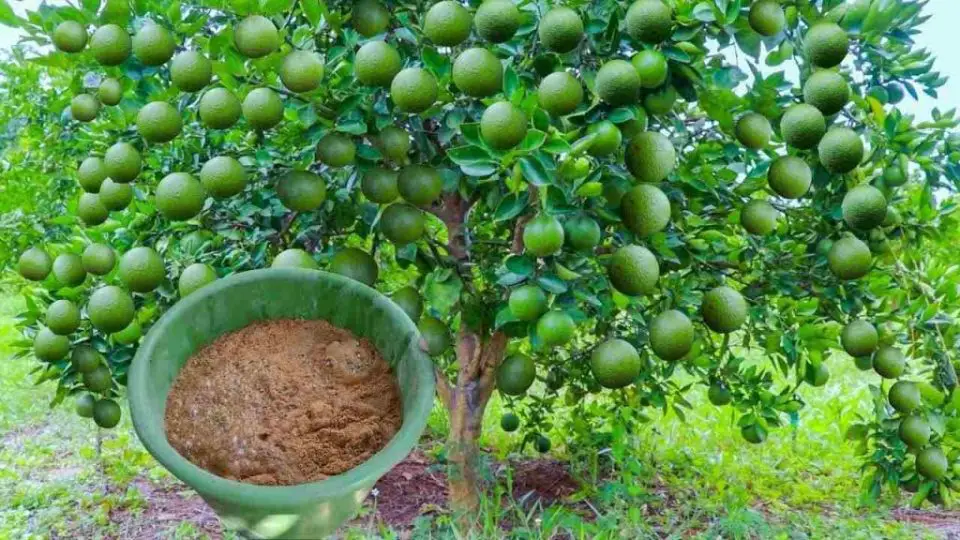 Cosecha de limones desproporcionada, solo aplica este abono natural