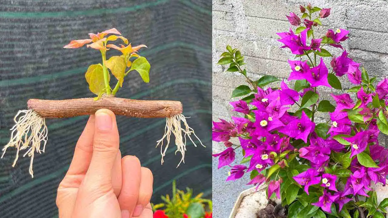 Cómo propagar ramas de buganvillas en el balcón o jardín: el método infalible.