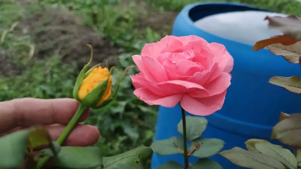 Cómo injertar una rosa en otra variedad: el truco finalmente revelado