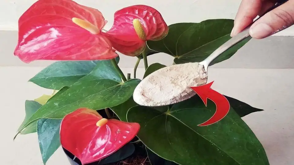 Anthurium, un puñado es suficiente para que florezca como nunca: te dura años