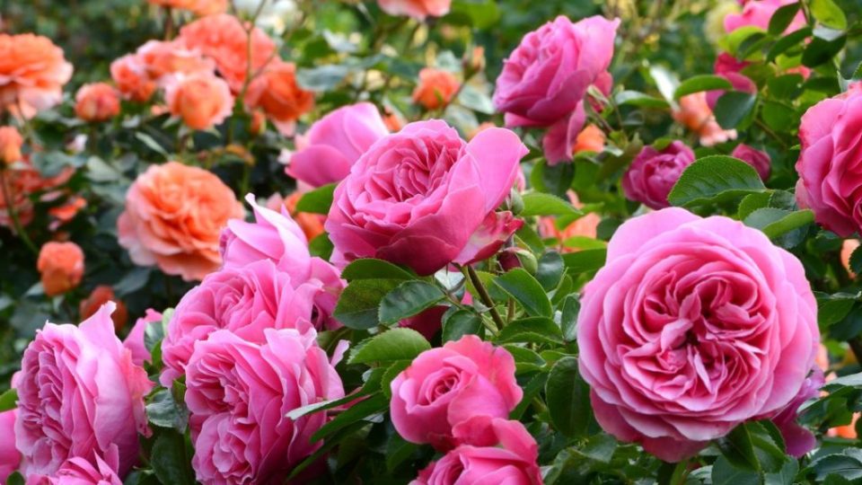 Rosas bonitas y sanas: sigue estos 5 consejos para un jardín suntuoso
