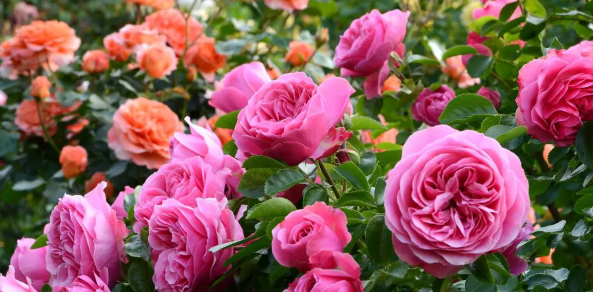 Rosas bonitas y sanas: sigue estos 5 consejos para un jardín suntuoso