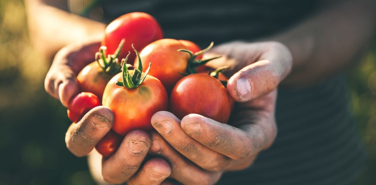 Plantar tomates: 5 buenas razones para cultivar tus propios tomates