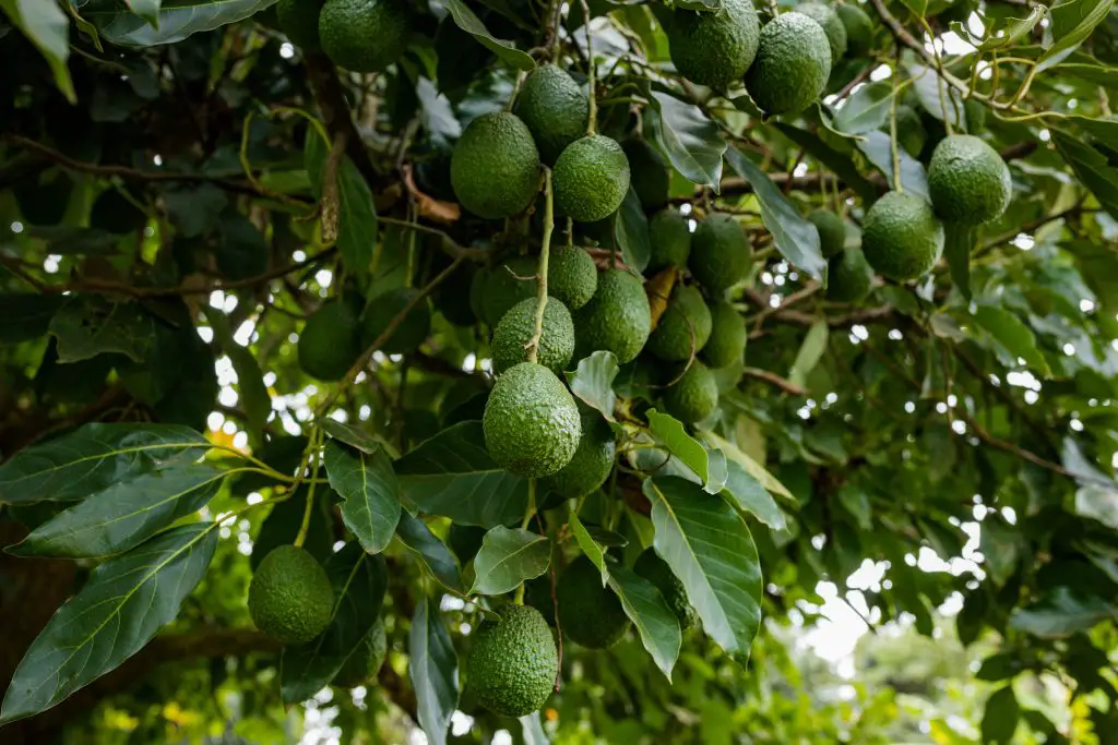 avocado plants tree fruits vegetation farming keny 2024 10 22 14 18 17 utc