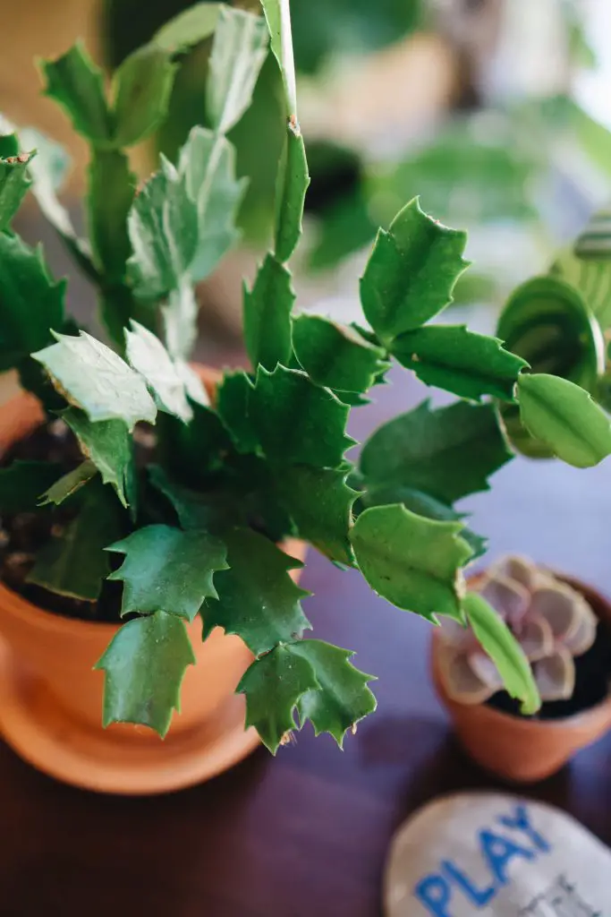 christmas cactus 2024 10 17 21 38 55 utc