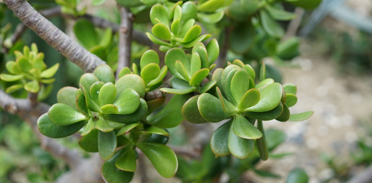 ¿Cómo plantar y mantener el árbol de jade con éxito?