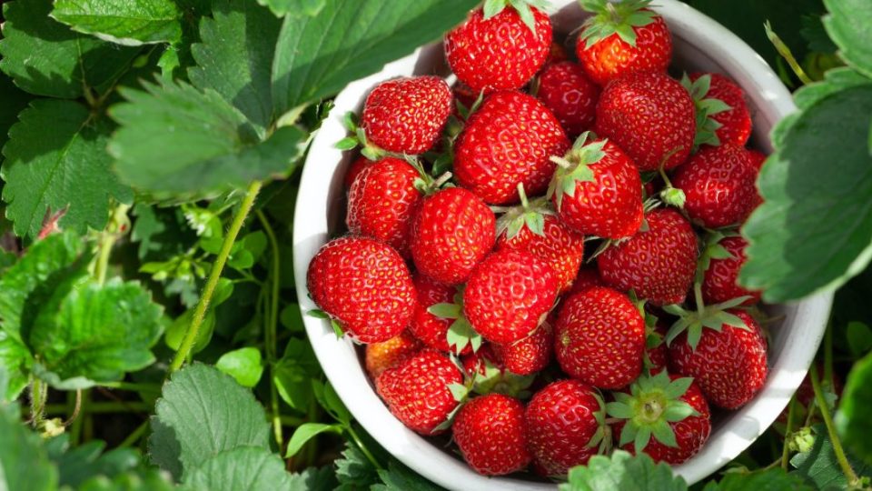 Duplicar su cosecha de fresas: consejos probados para una producción exitosa