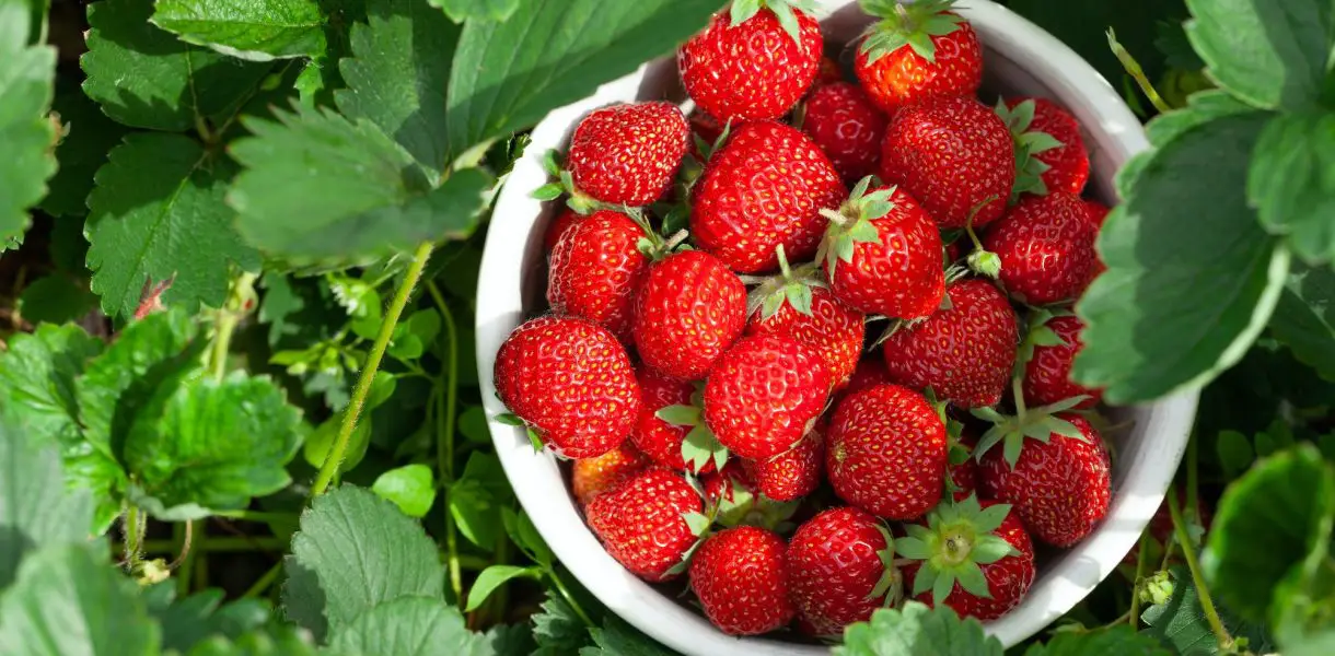Duplicar su cosecha de fresas: consejos probados para una producción exitosa