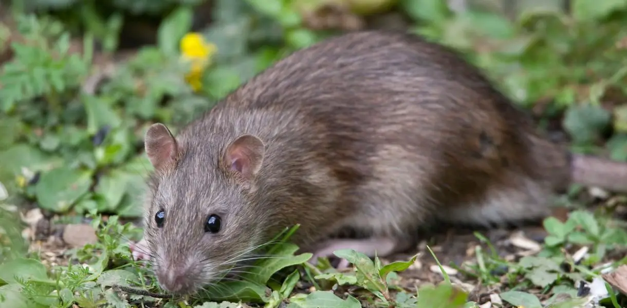 Elimina las ratas de tu jardín: ¿cómo deshacerte de ellas de forma natural?