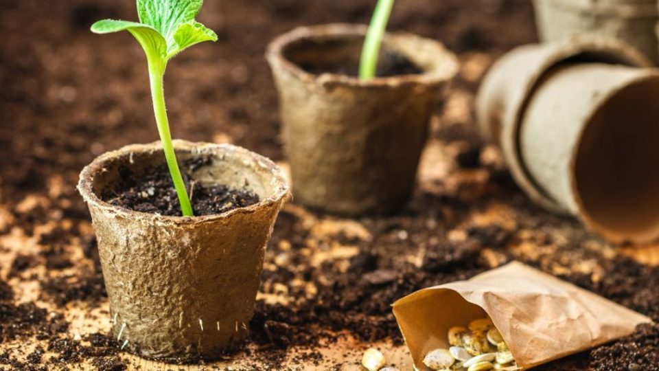 Remojar las semillas antes de sembrarlas: por qué es esencial para una plantación exitosa