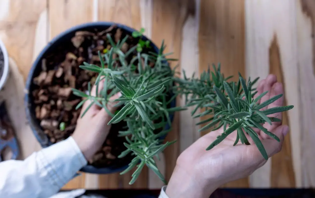 Persona cuidando una planta de romero en maceta, simbolizando jardinería interior y vida sostenible.